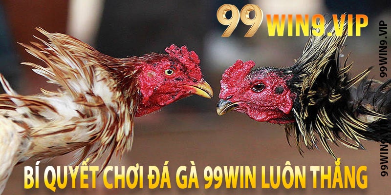 Bí quyết chơi Đá gà 99win luôn thắng