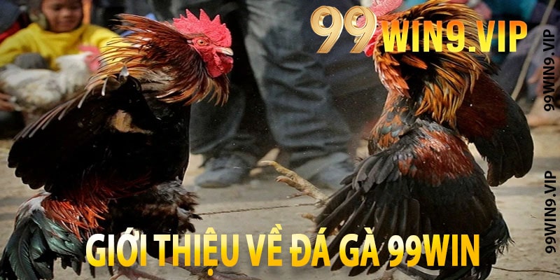 Giới thiệu về Đá gà 99win