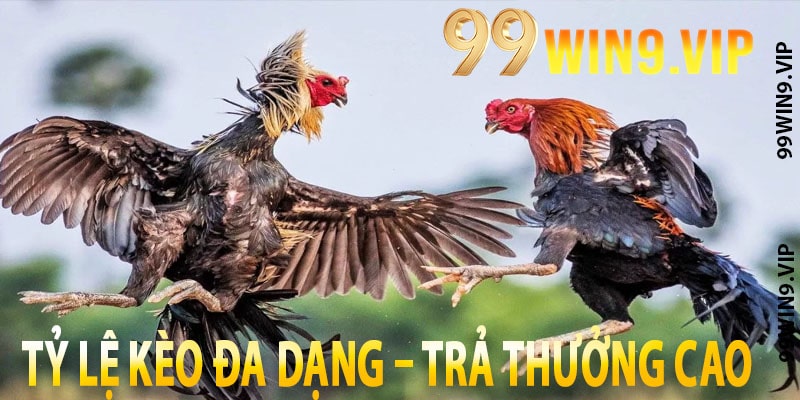 Tỷ lệ kèo đa dạng – trả thưởng cao